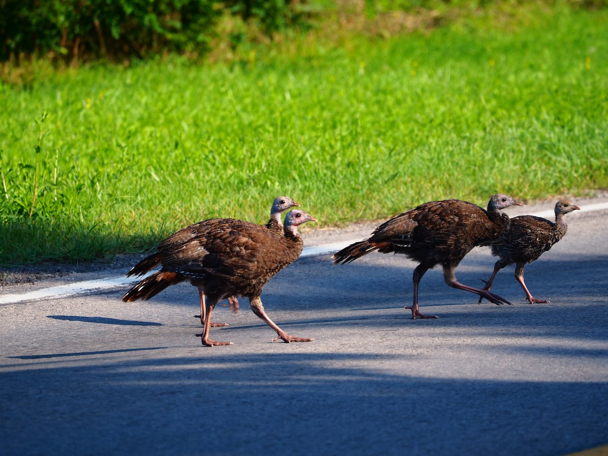 Wild Turkey - Ann Porter