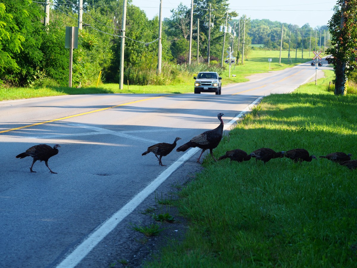 Wild Turkey - Ann Porter