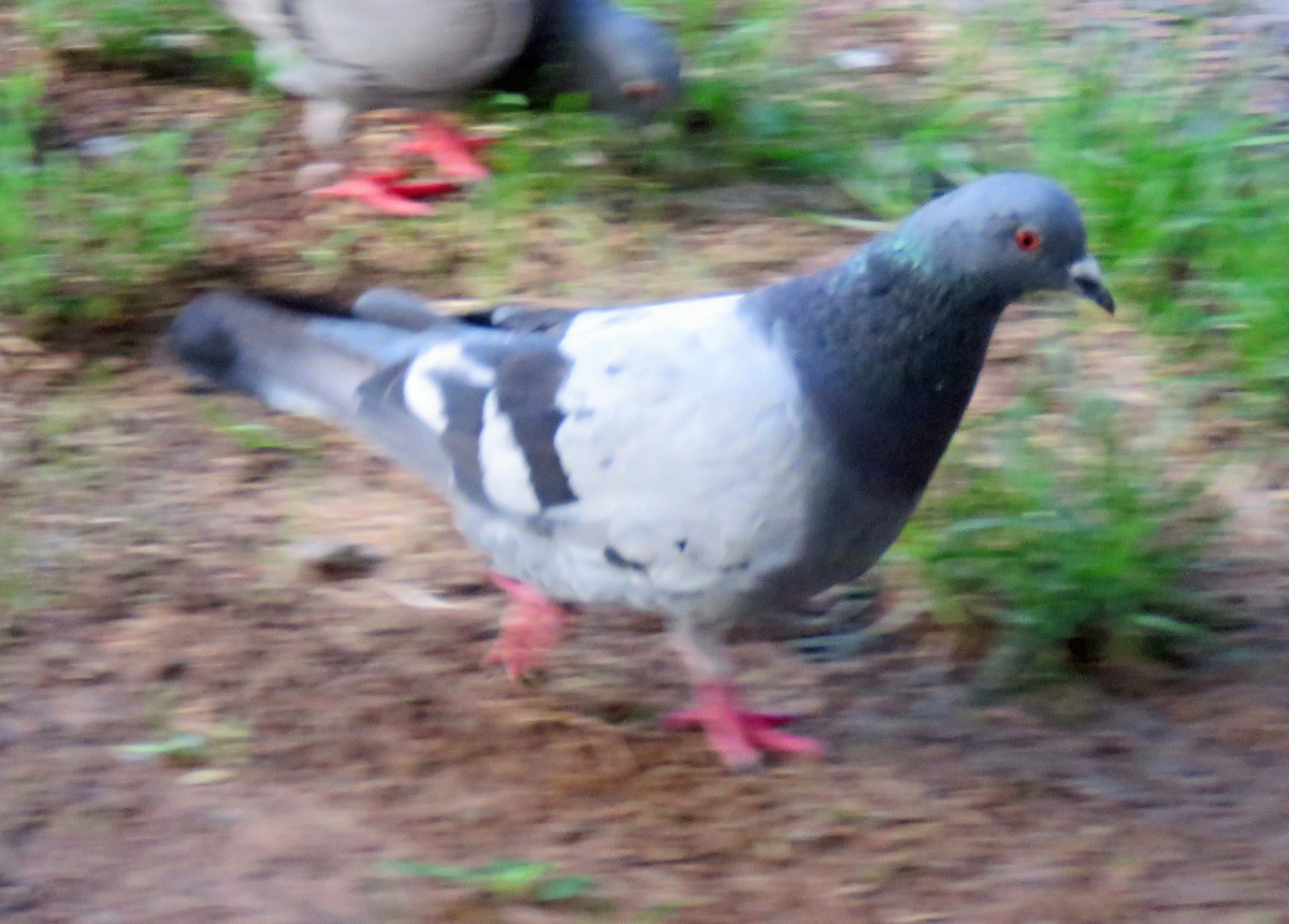 Сизый голубь (Одомашненного типа) - ML607200701