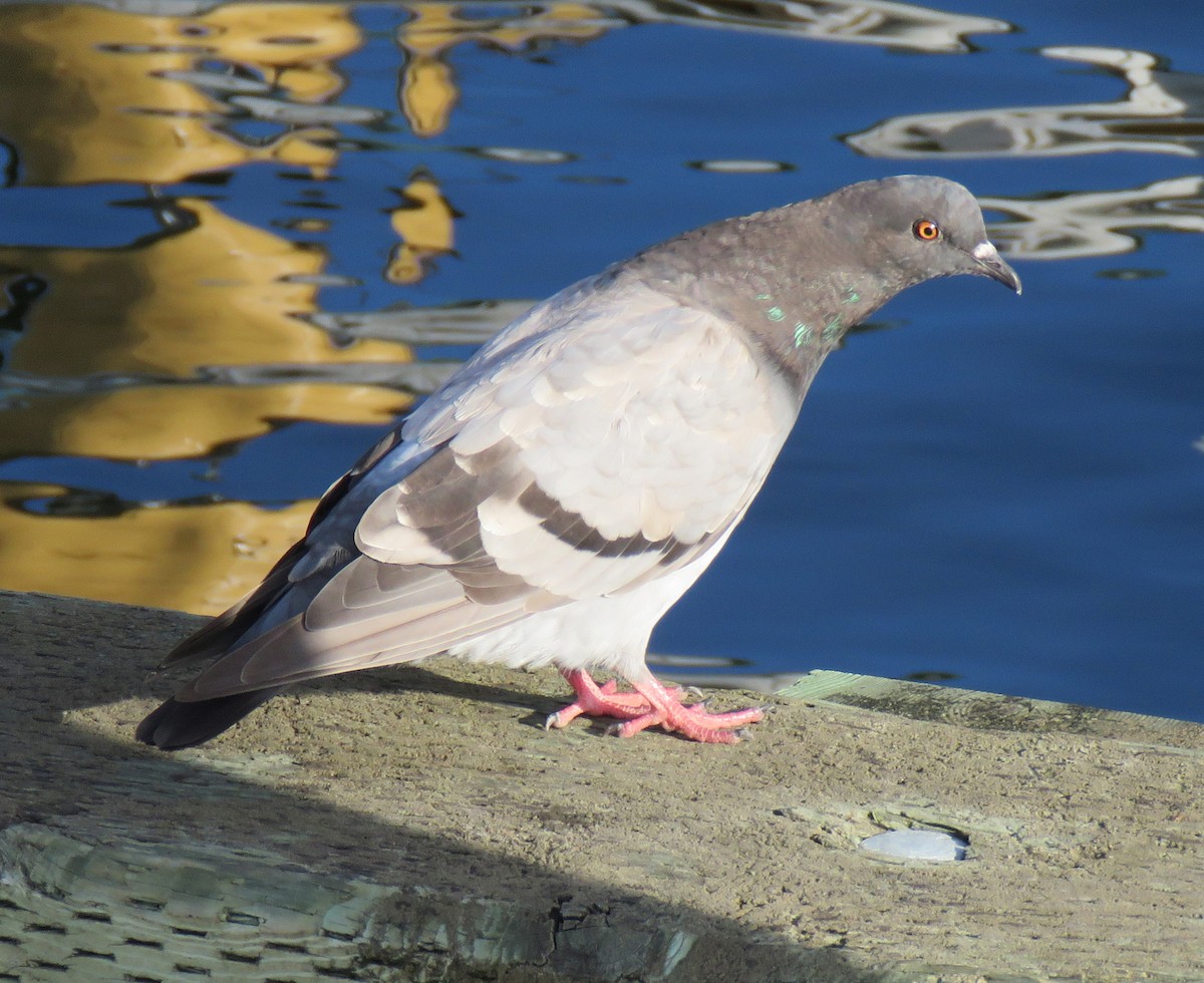 Pigeon biset (forme domestique) - ML607202101