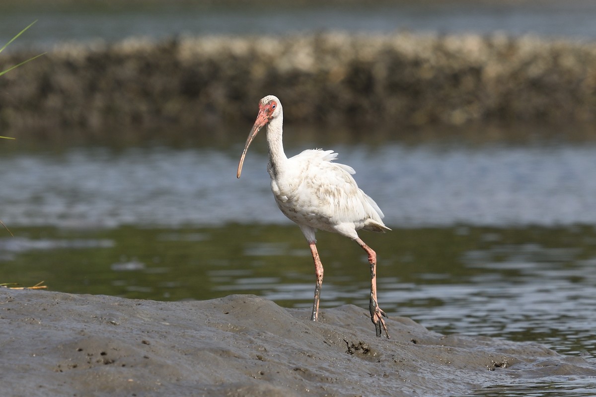 ibis bílý - ML607202461
