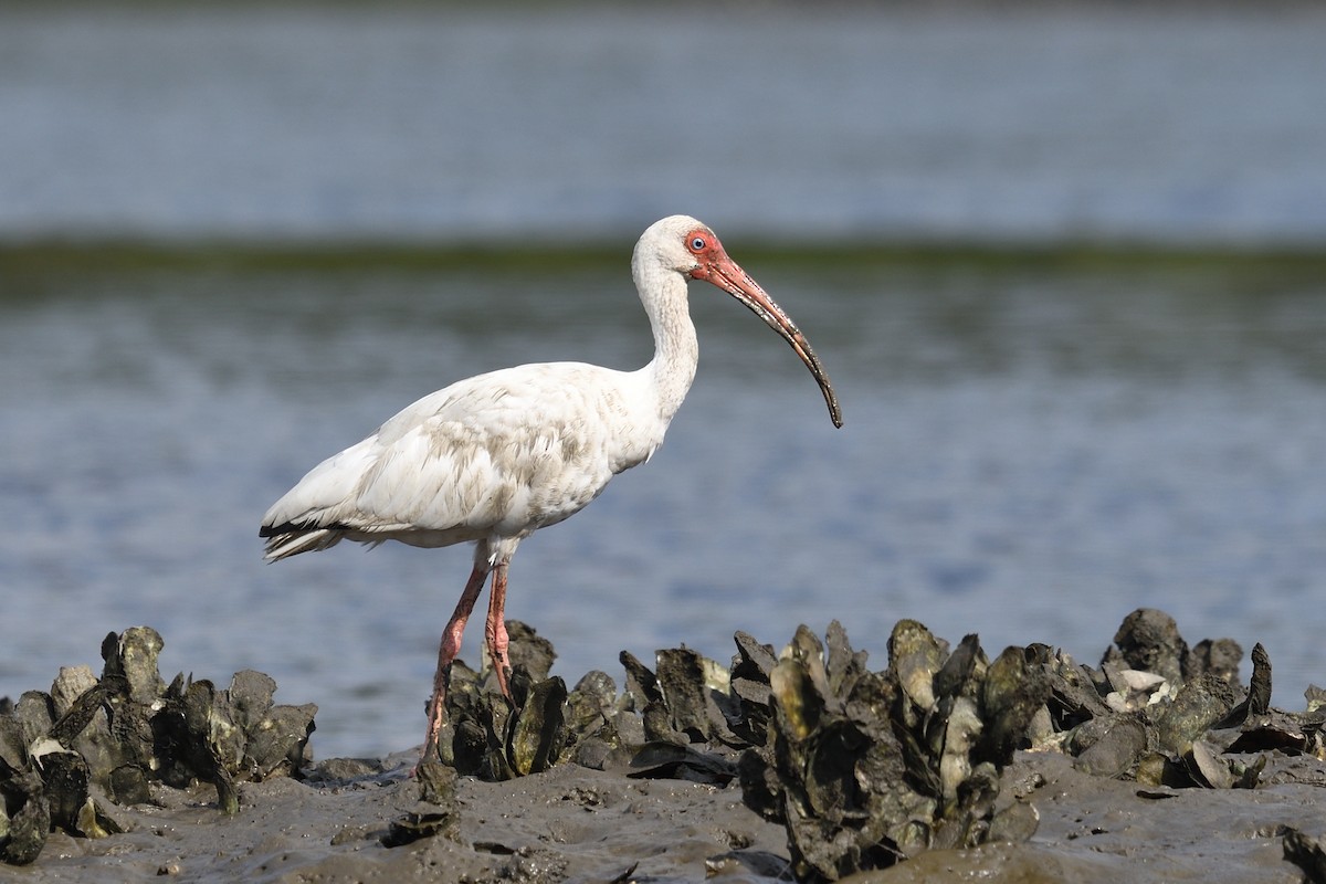 ibis bílý - ML607202501