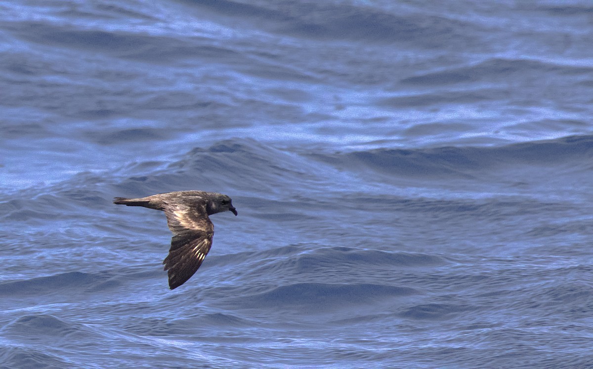 Swinhoe's Storm-Petrel - ML607202781