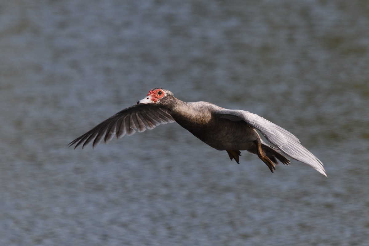 Muscovy Duck (Domestic type) - ML607203311