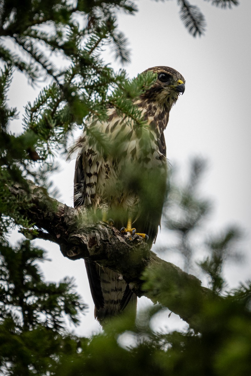 Broad-winged Hawk - ML607203451