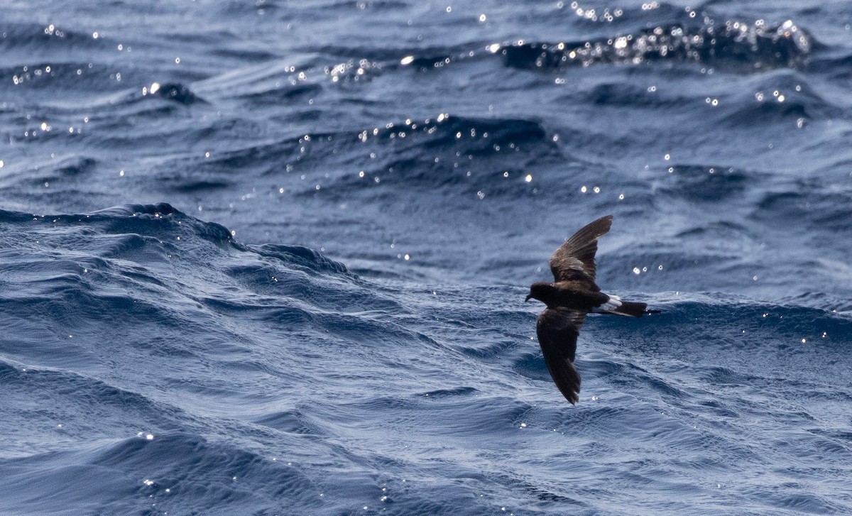 Wilson's Storm-Petrel - ML607203721