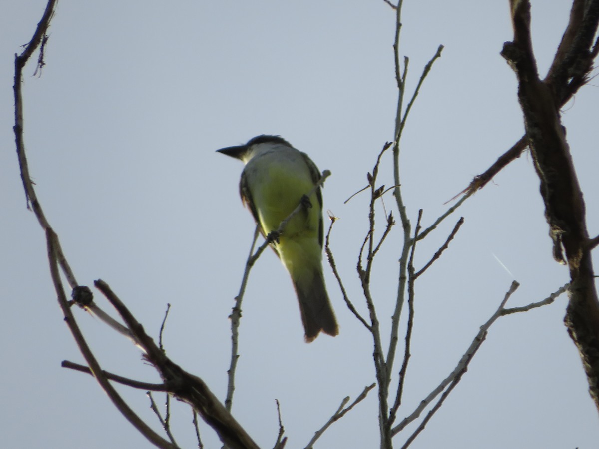 Thick-billed Kingbird - ML607203991