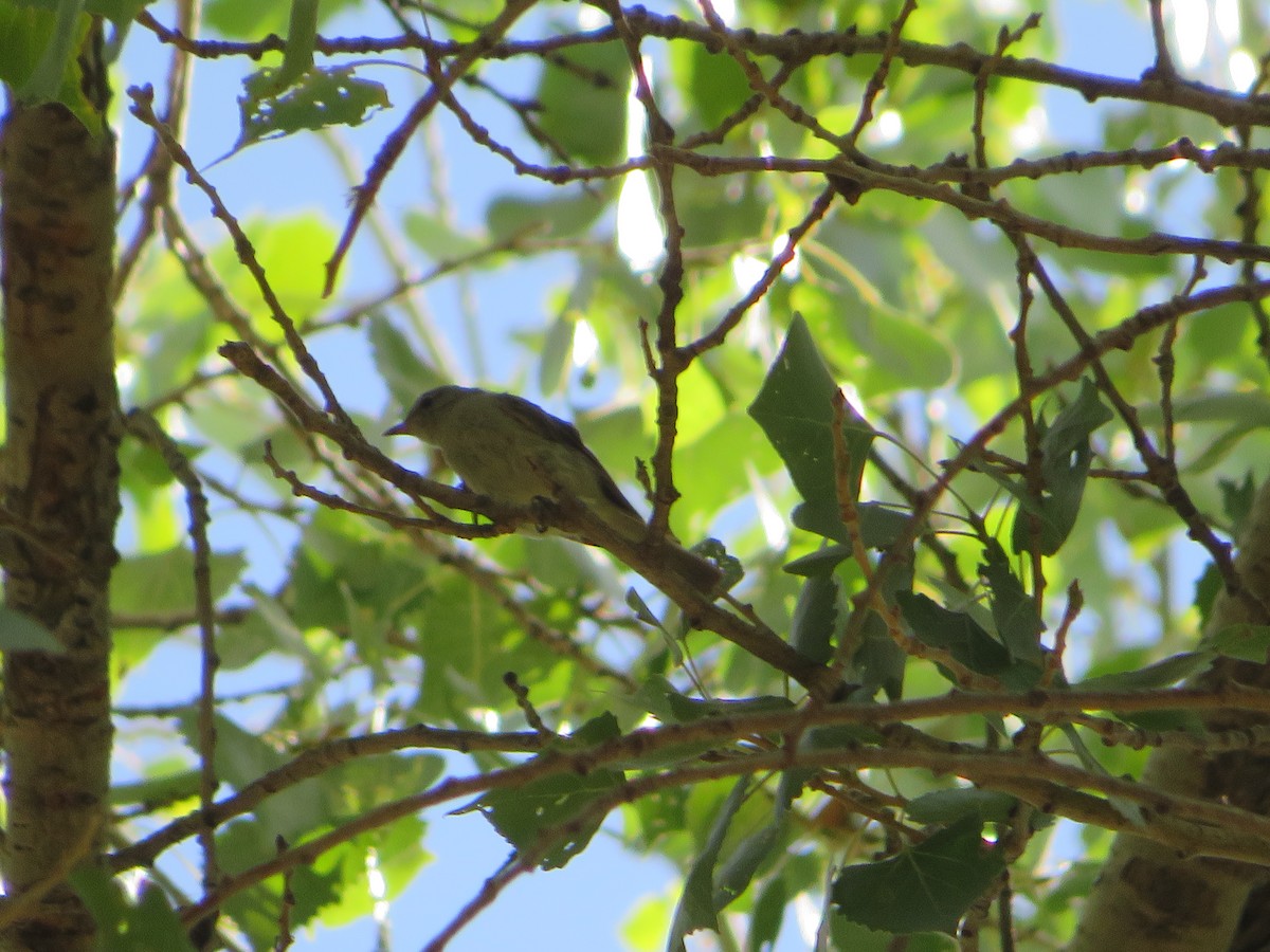 Lucy's Warbler - ML607204261