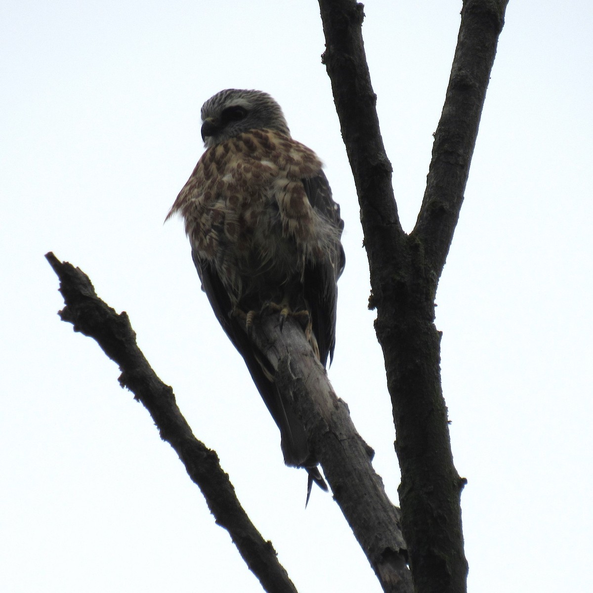 Mississippi Kite - ML607204471