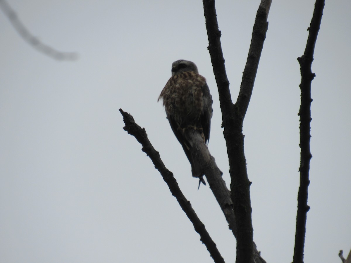 Mississippi Kite - ML607204491