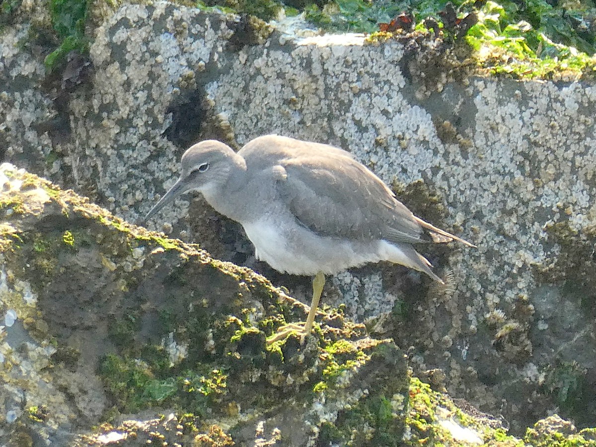 Wandering Tattler - ML607204641