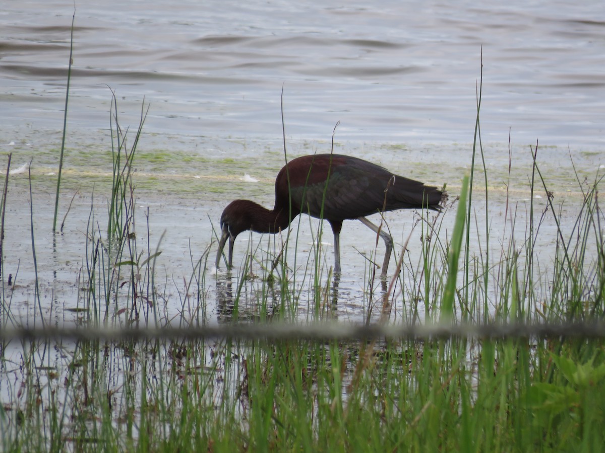 ibis hnědý - ML60720491