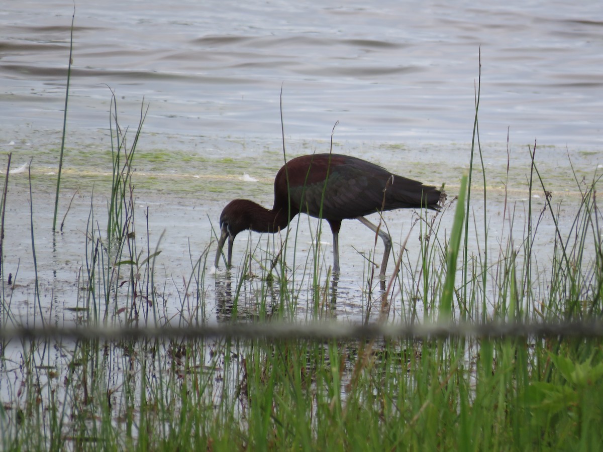 Glossy Ibis - ML60720491