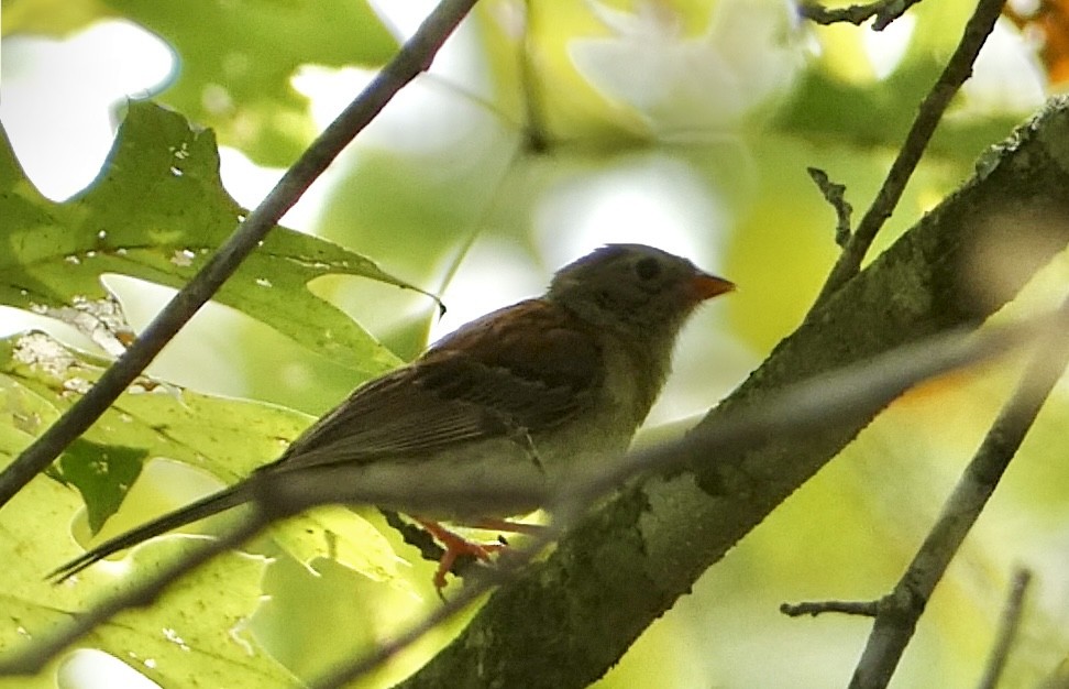 Field Sparrow - ML607205391