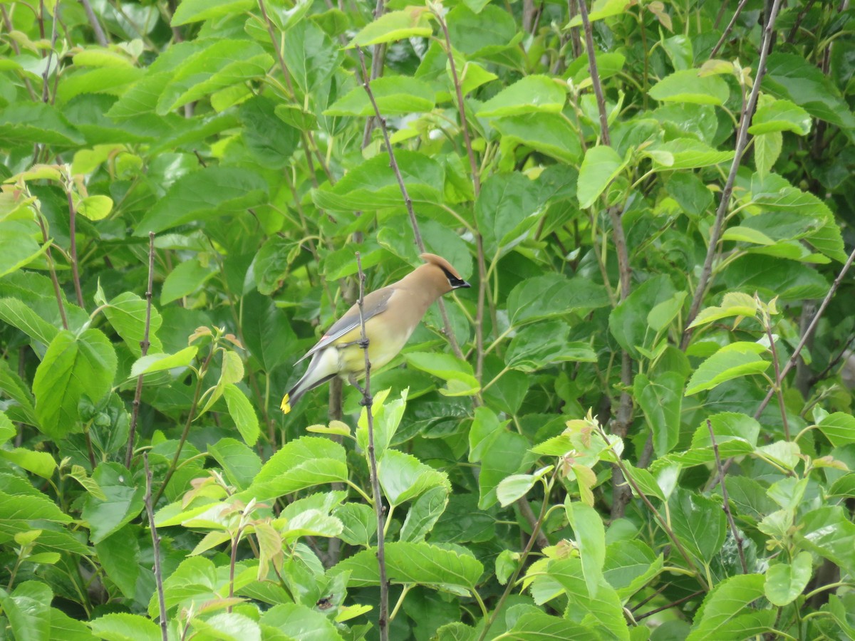 Cedar Waxwing - ML60720541