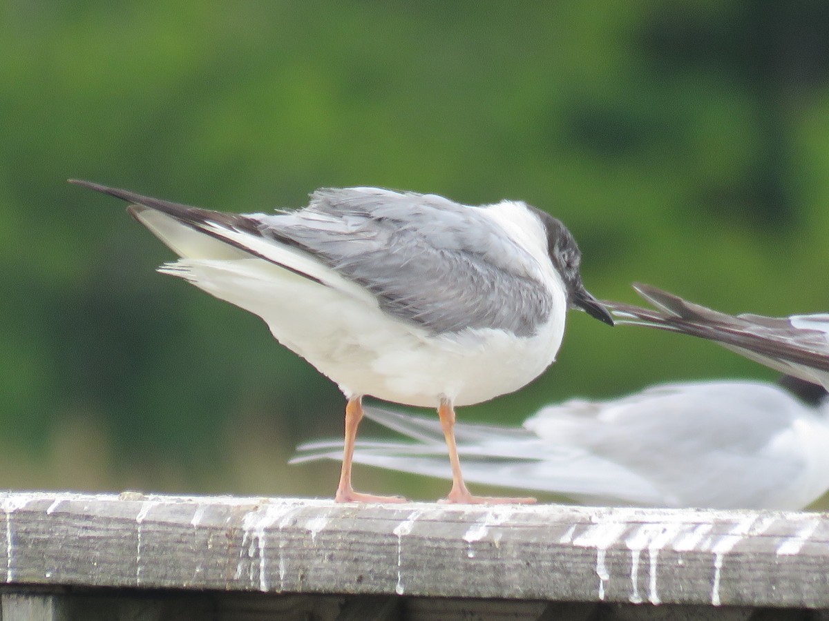 Bonaparte's Gull - ML60720561