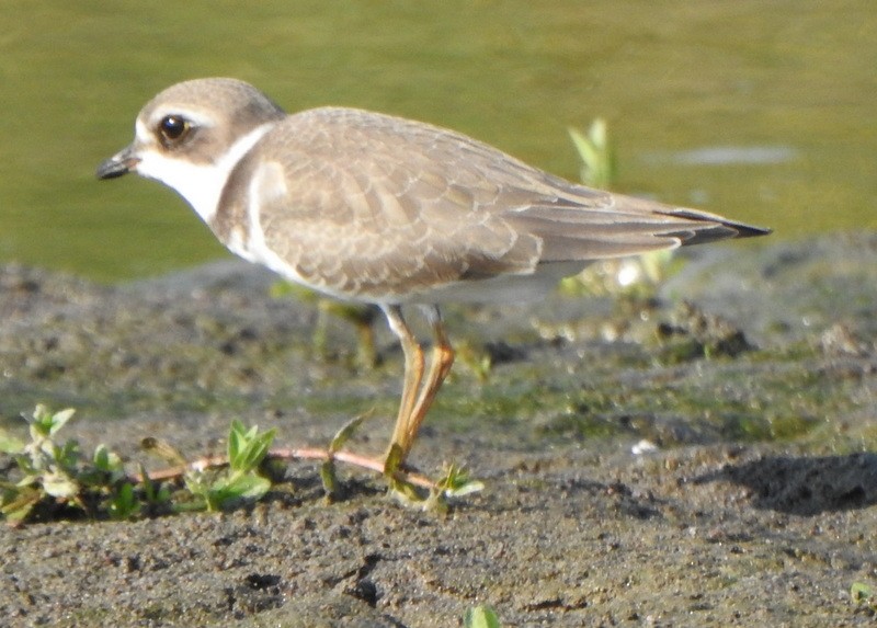 Semipalmated Plover - ML607205741
