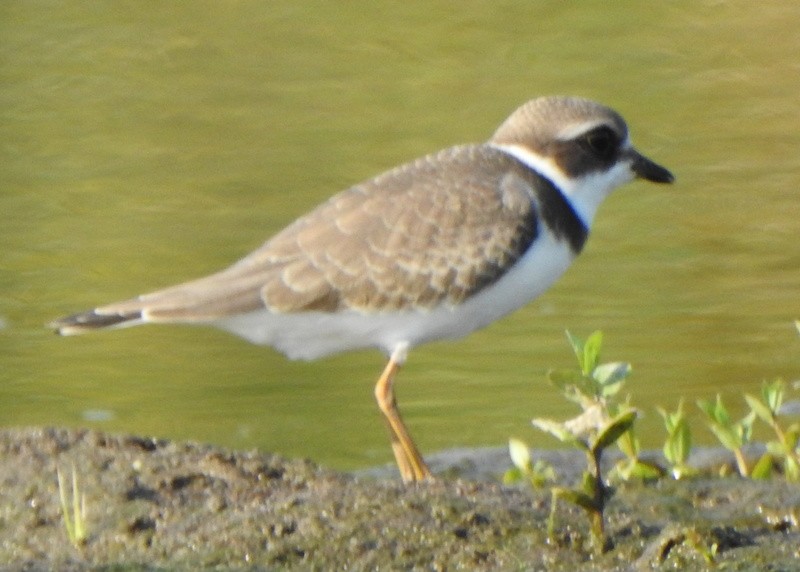 Semipalmated Plover - ML607205751