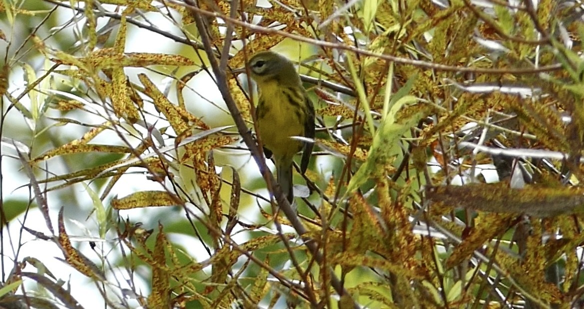 Prairie Warbler - ML607205821