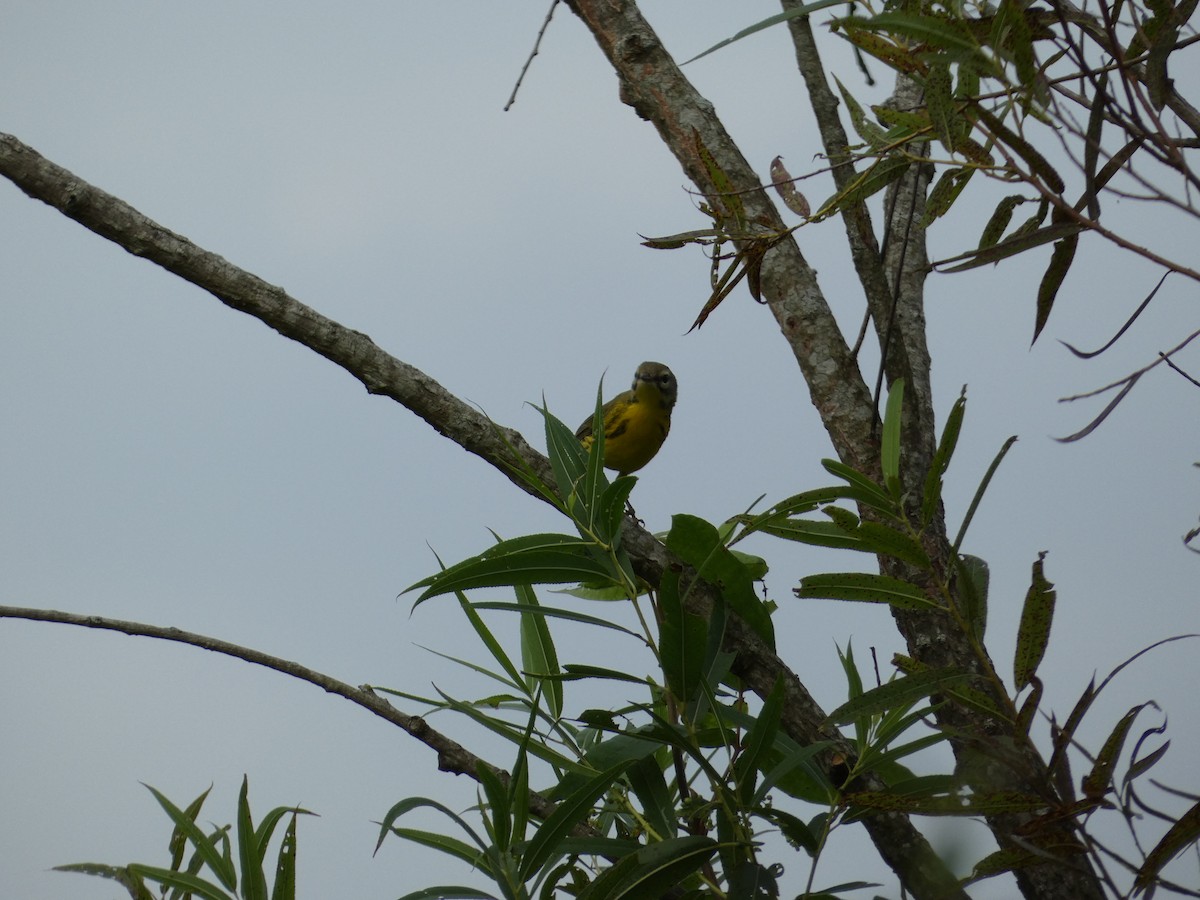 Prairie Warbler - ML607205841