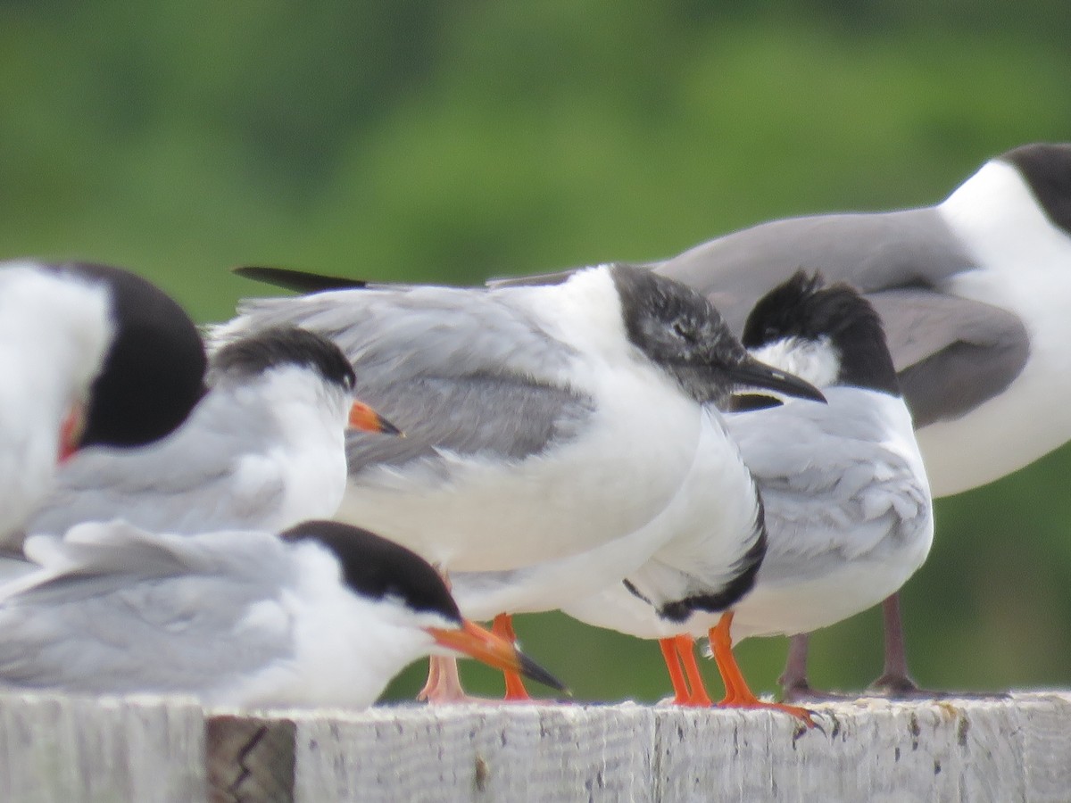 Bonaparte's Gull - ML60720601