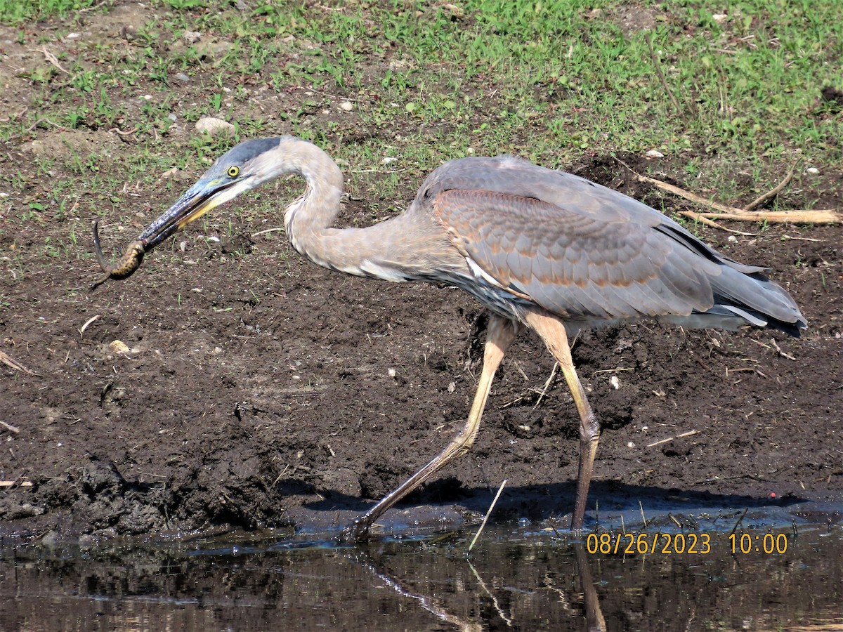 Garza Azulada - ML607206051