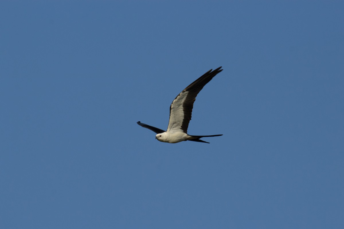 Swallow-tailed Kite - ML607206081