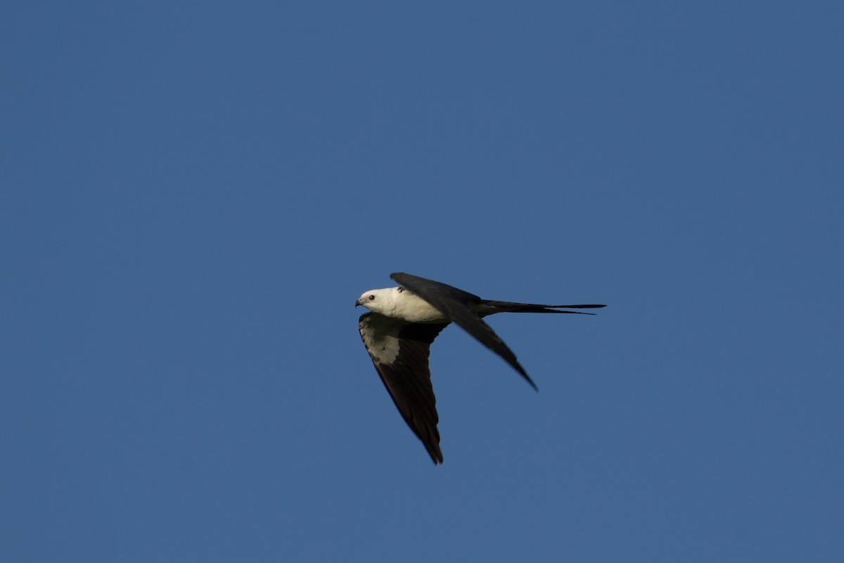 Swallow-tailed Kite - ML607206091