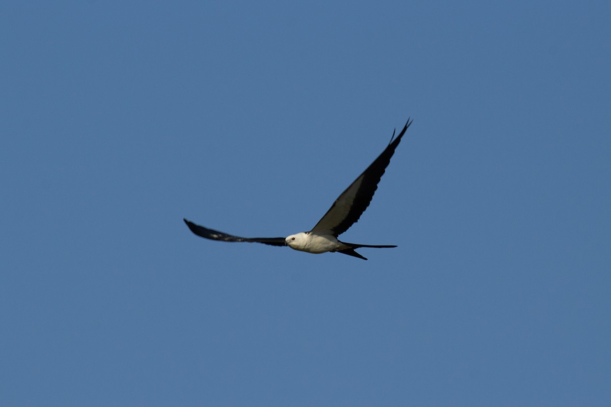 Swallow-tailed Kite - ML607206101