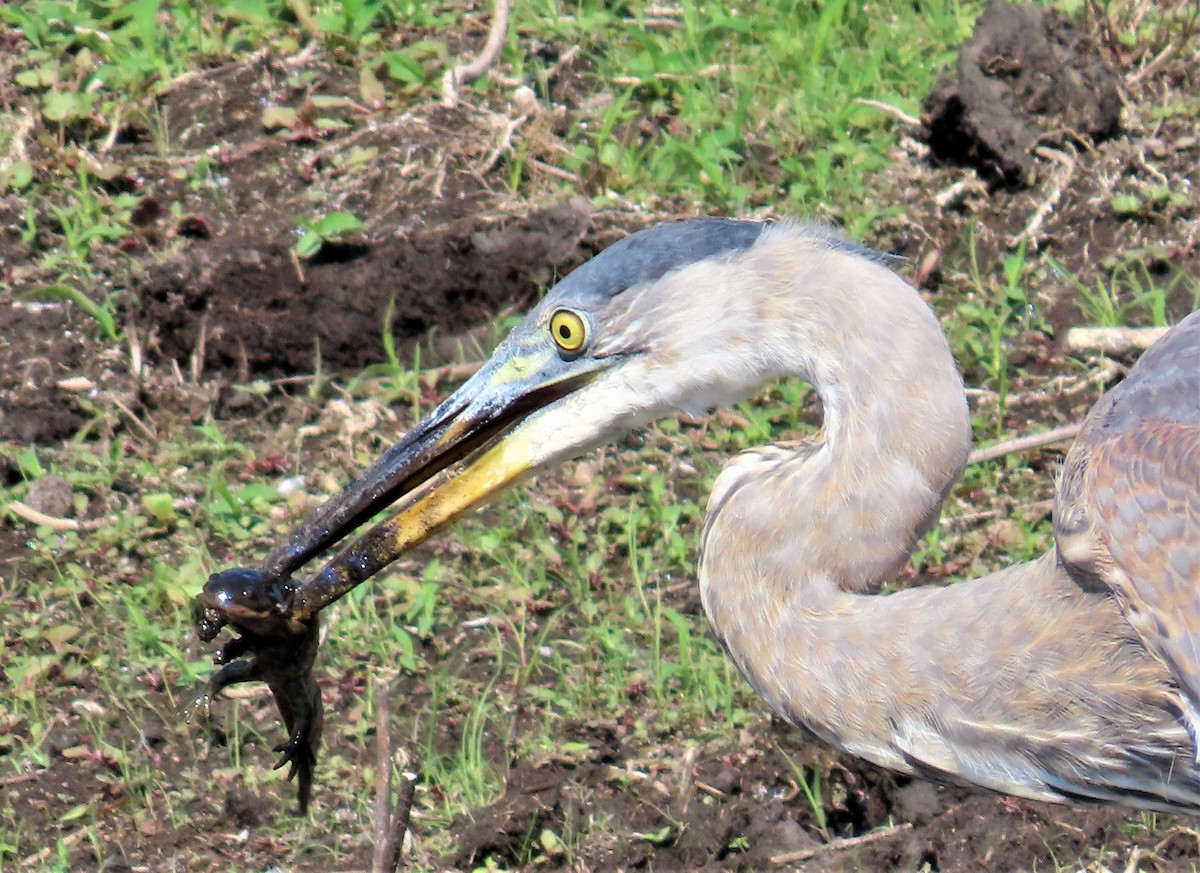 Great Blue Heron - ML607206191