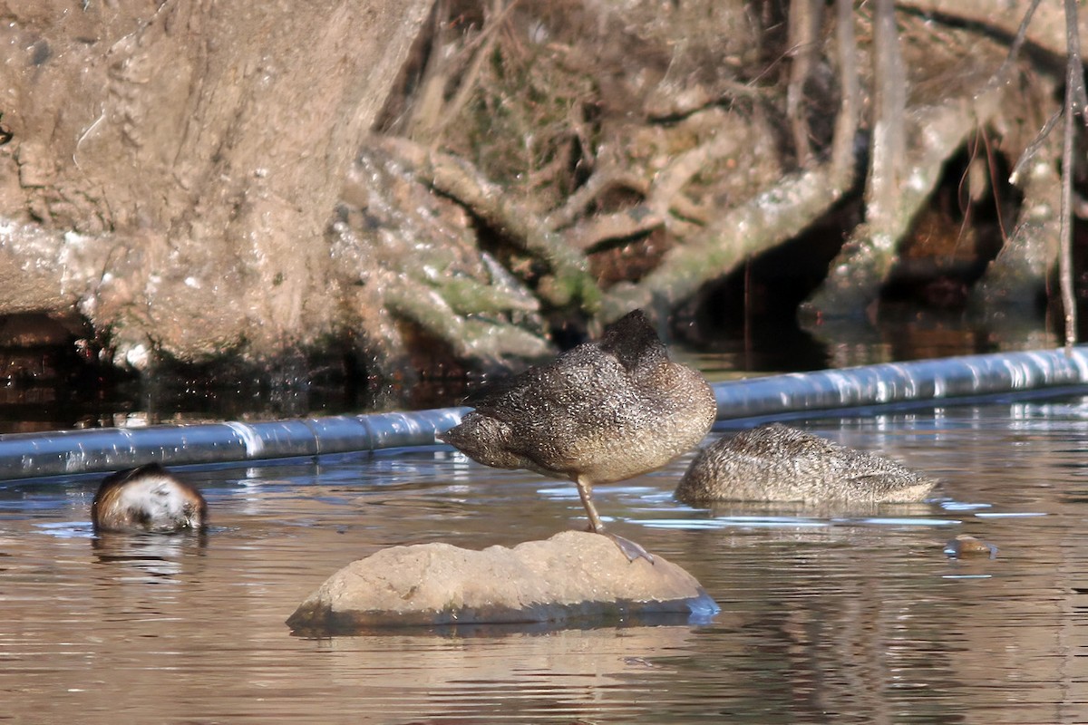 Freckled Duck - ML607206471