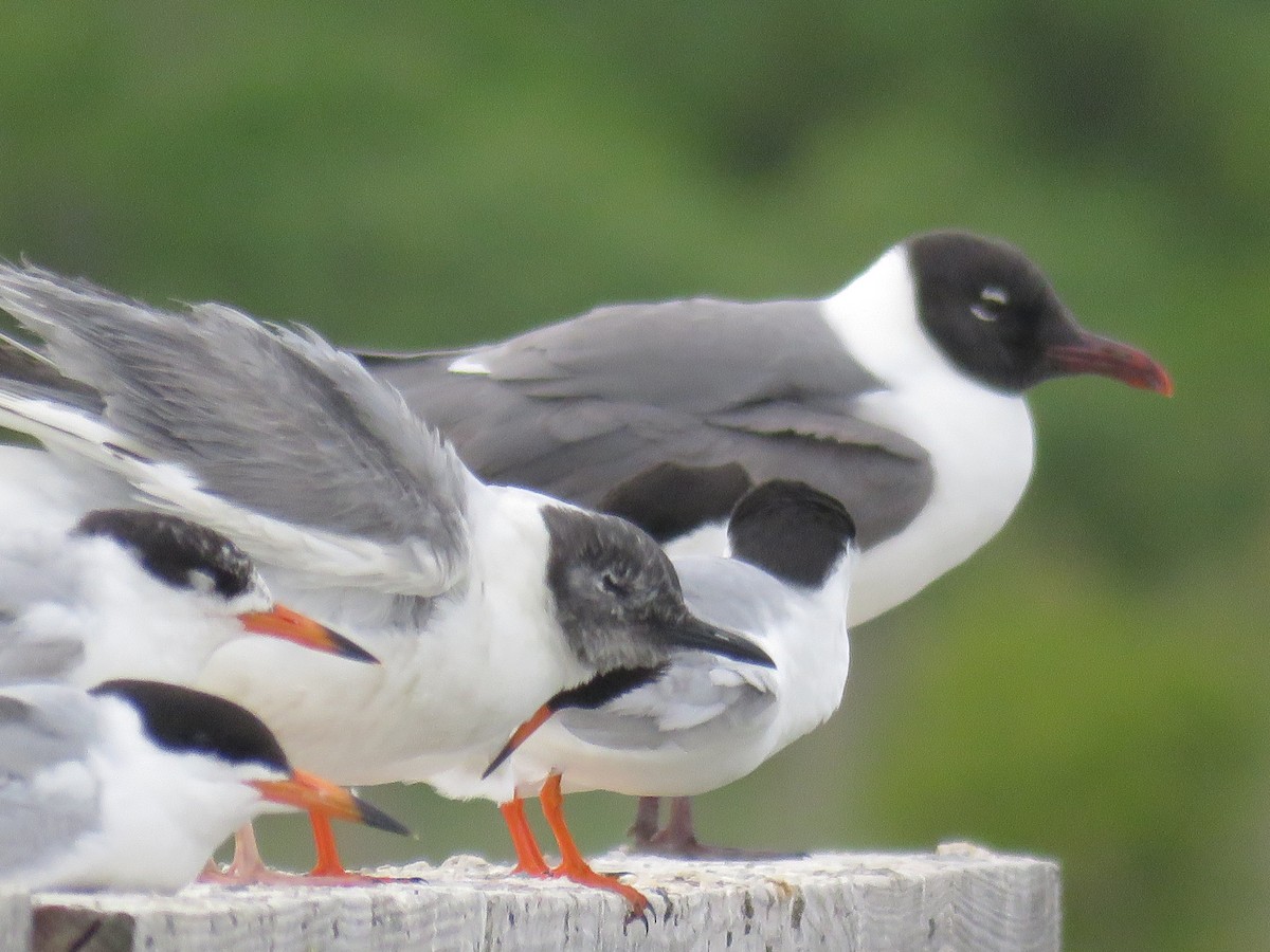 Bonaparte's Gull - ML60720661