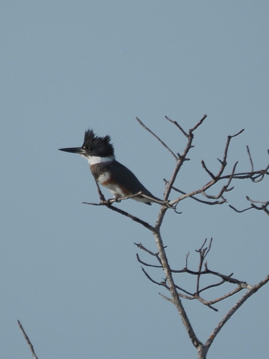 Belted Kingfisher - John LeClaire