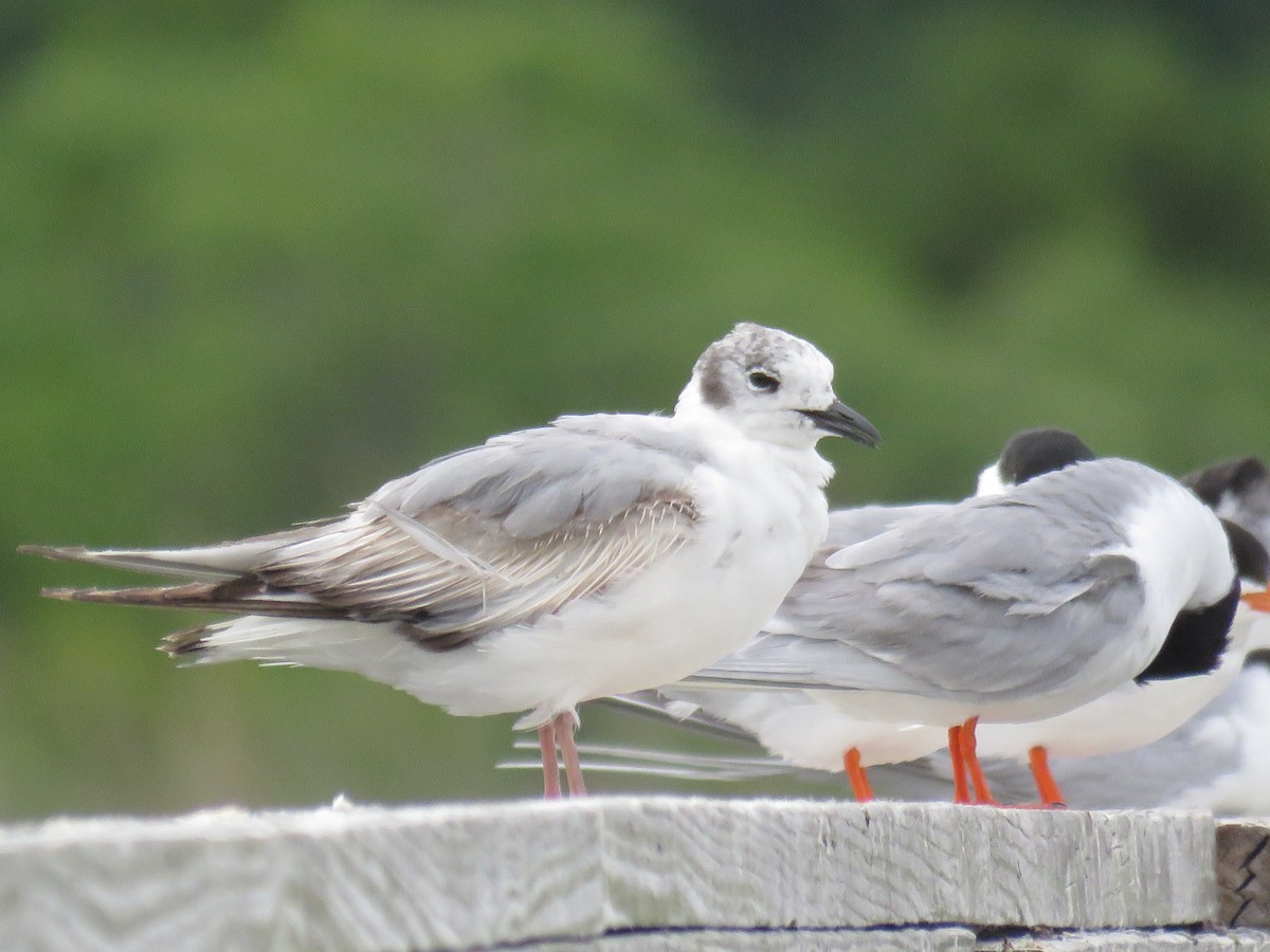 Bonaparte's Gull - ML60720801