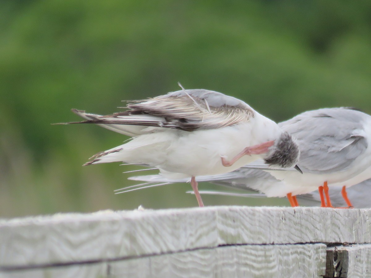 Bonaparte's Gull - Teresa Pegan 🦋