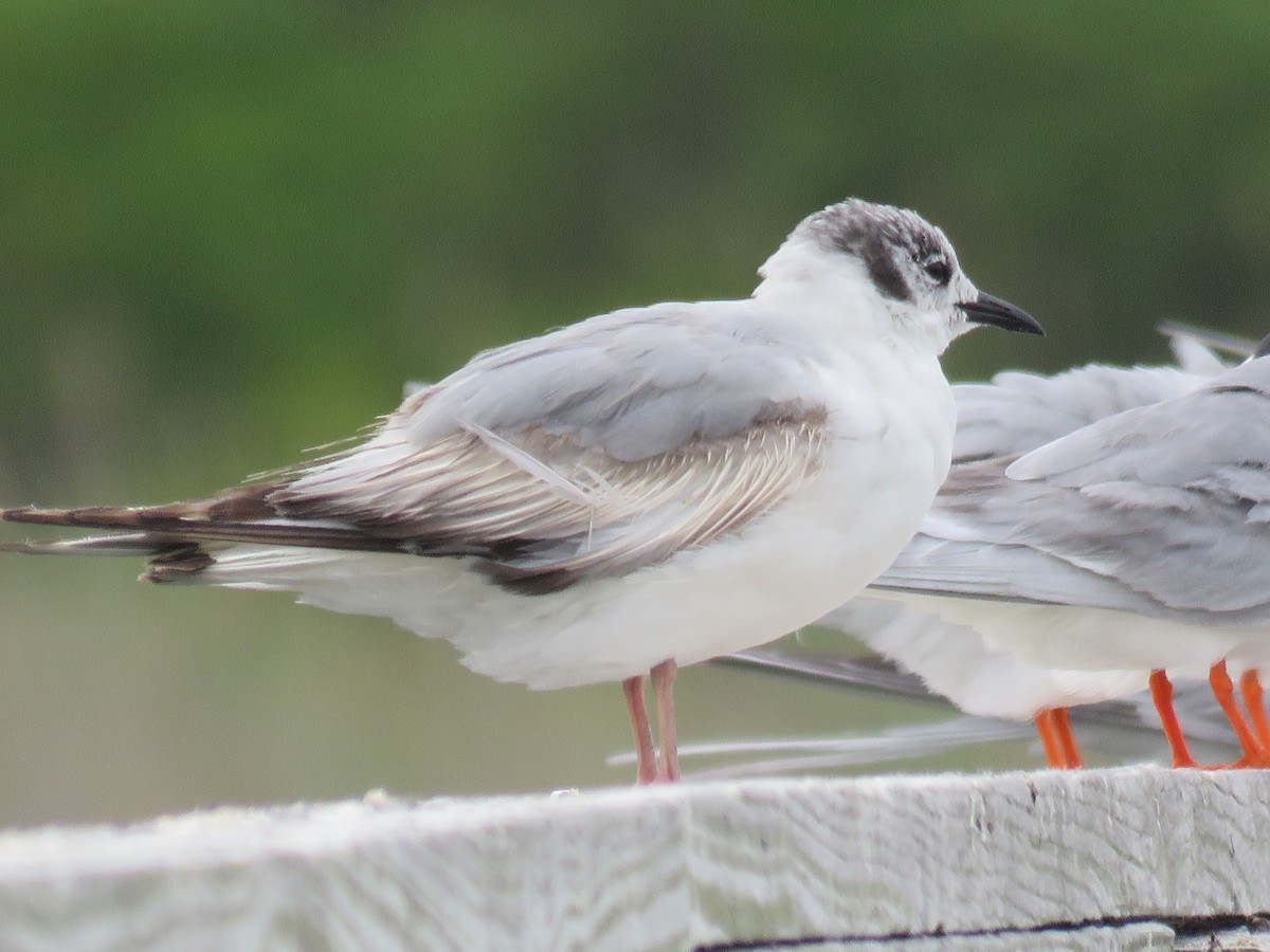 Bonaparte's Gull - ML60720861