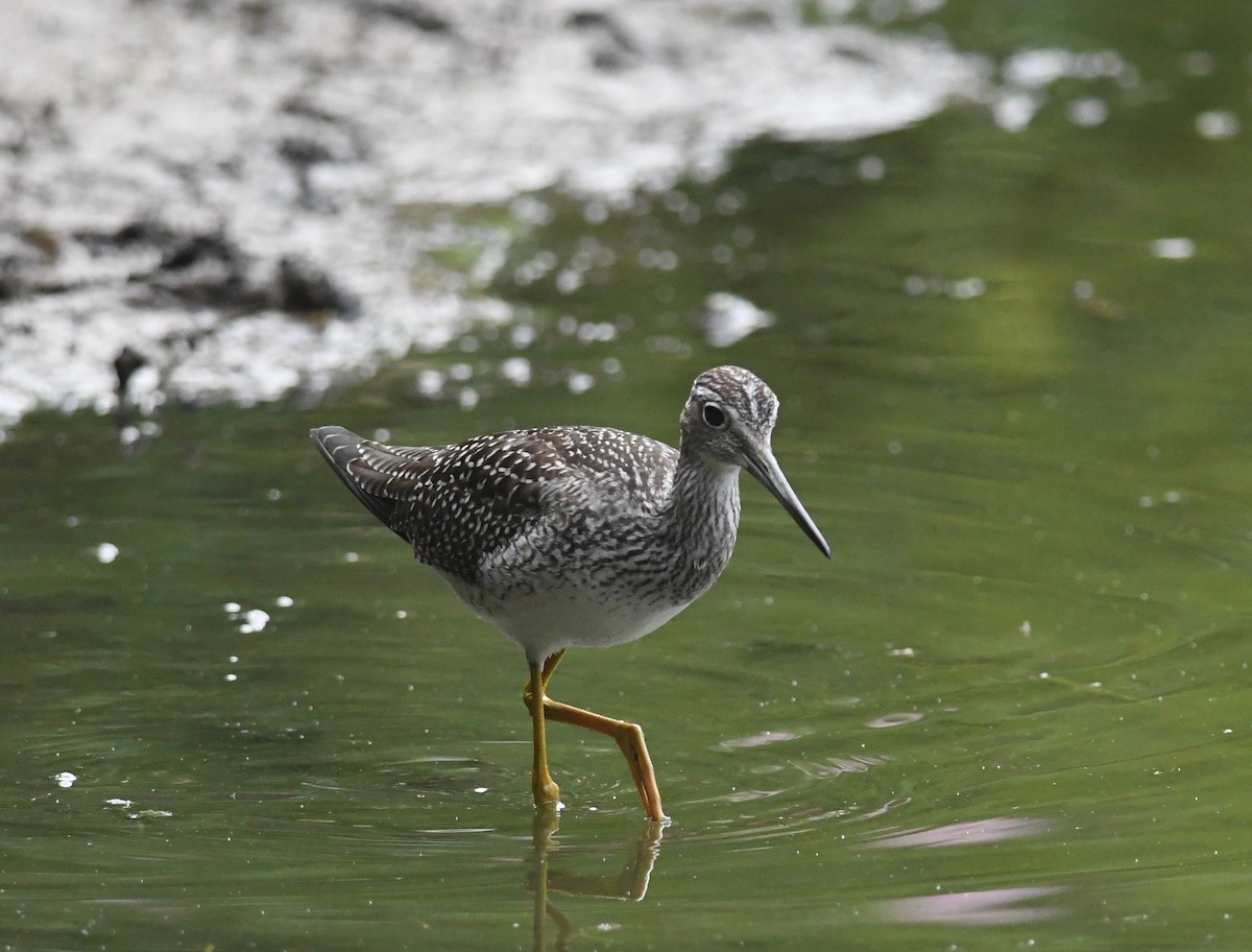 Greater Yellowlegs - ML607209171