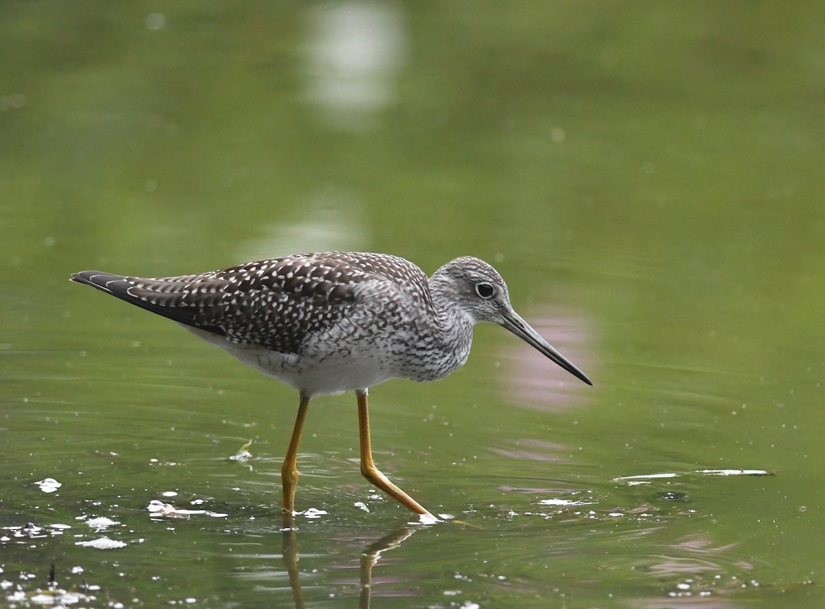 Greater Yellowlegs - ML607209191