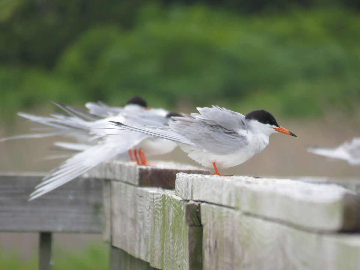 Forster's Tern - ML60720971