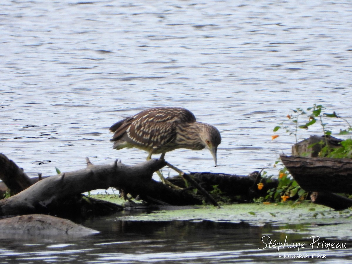 Black-crowned Night Heron - ML607210021