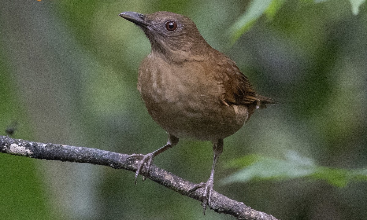 Hauxwell's Thrush - ML607210301