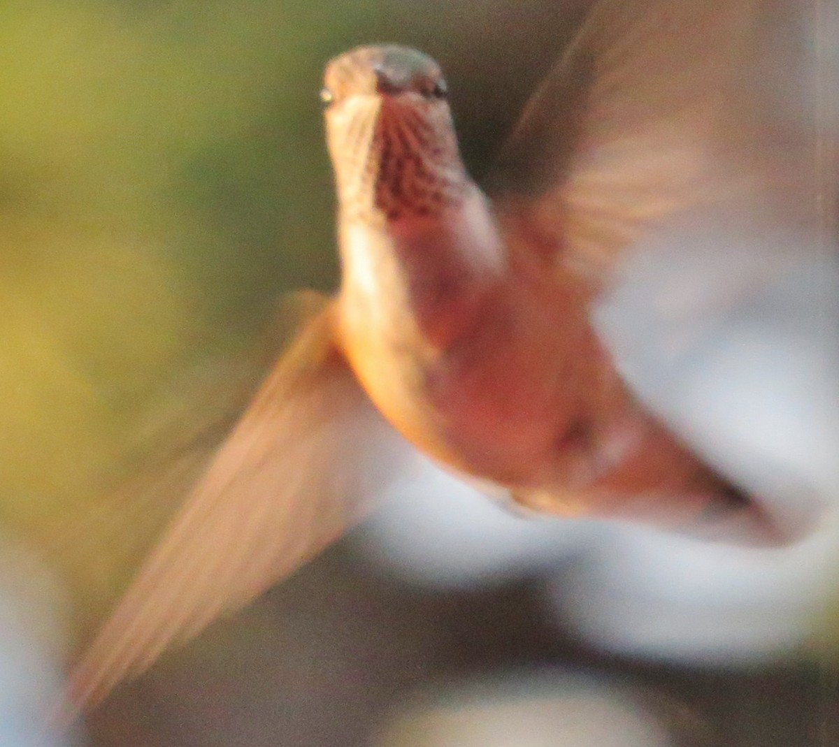Rufous Hummingbird - ML607210761