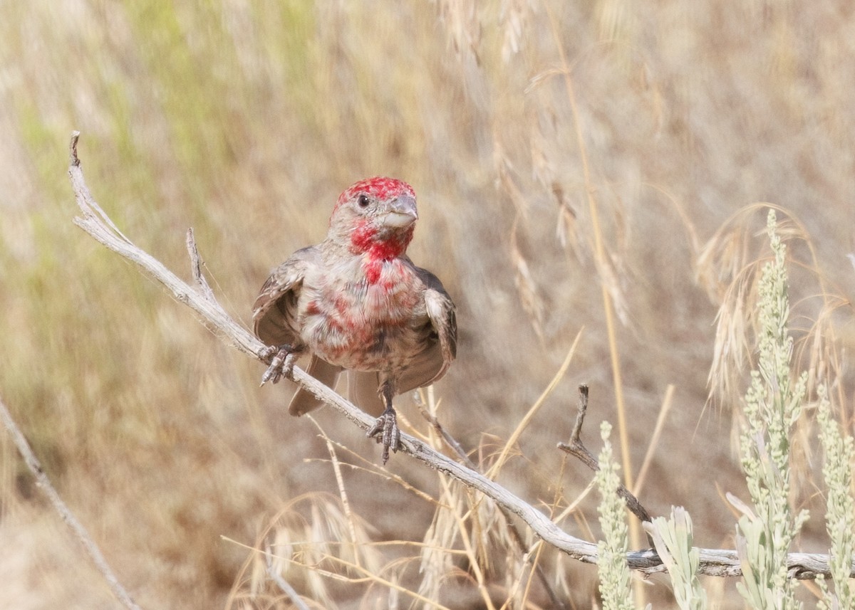 House Finch - ML607210961