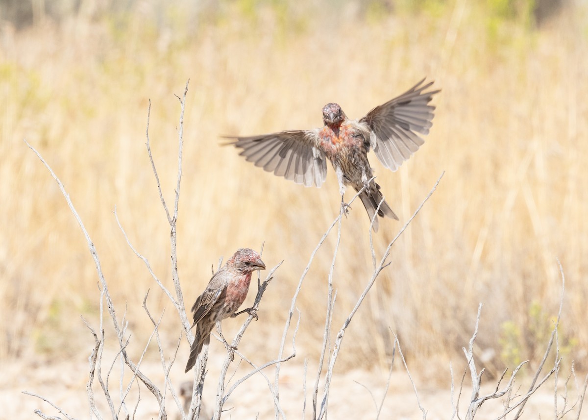 House Finch - ML607210991