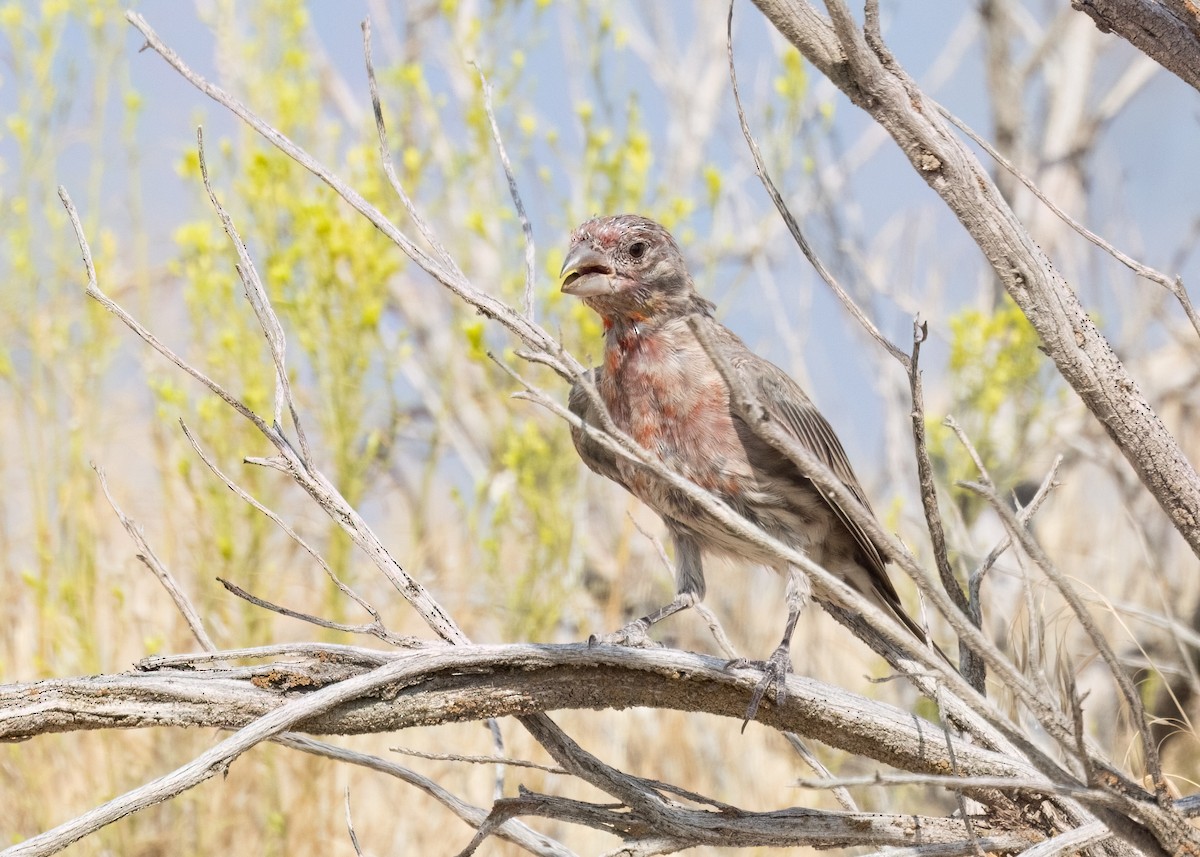 House Finch - ML607211051