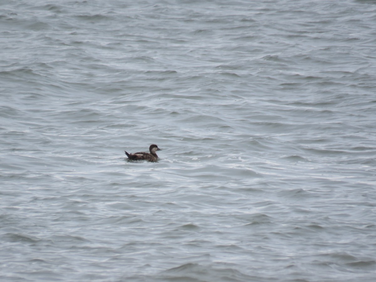 Black Scoter - ML60721121