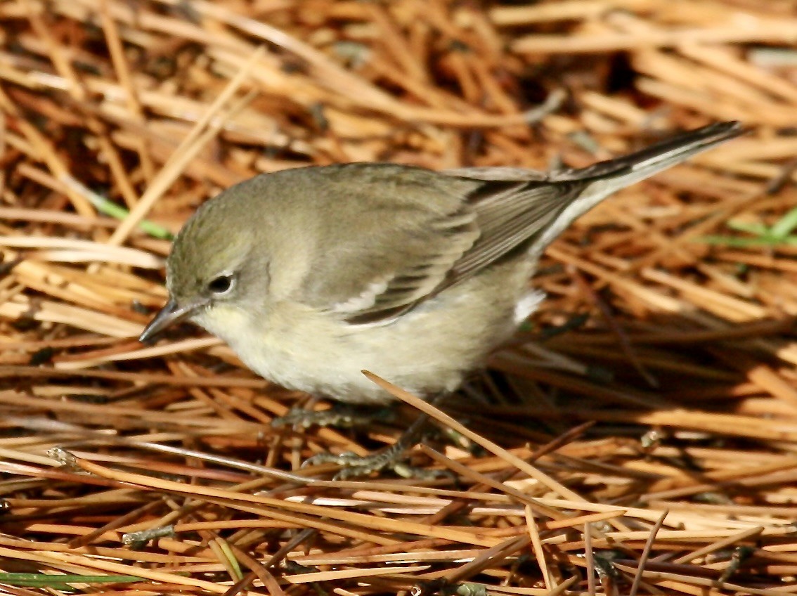 Pine Warbler - ML607212201