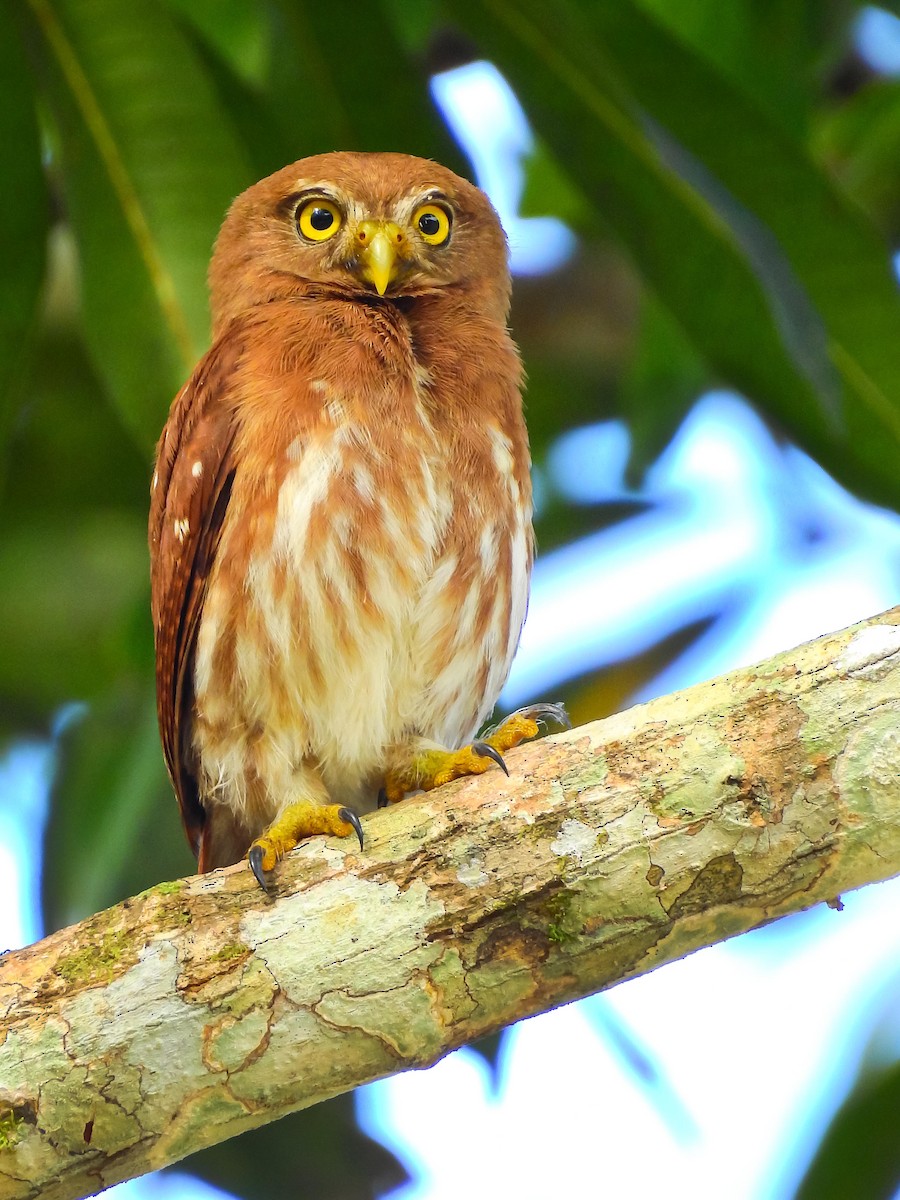 Ferruginous Pygmy-Owl - Andres Mauricio Henao Quintero