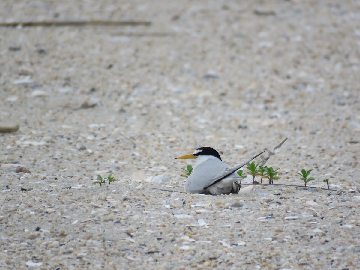 Least Tern - ML60721241