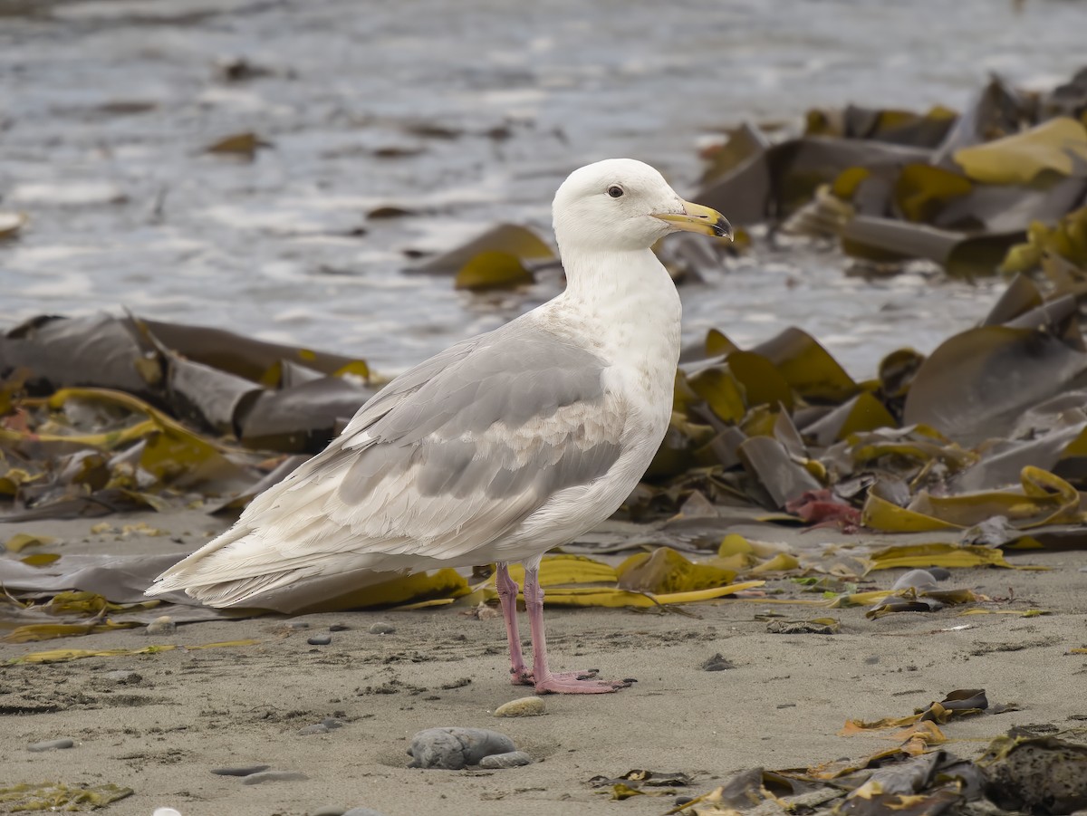 Glaucous Gull - ML607212711